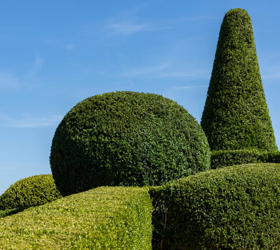 Tree and shrub care services